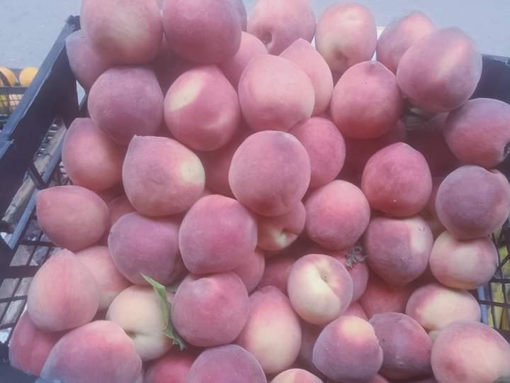 بخيت الصعيدي