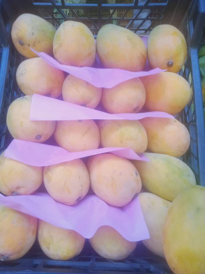 بخيت الصعيدي