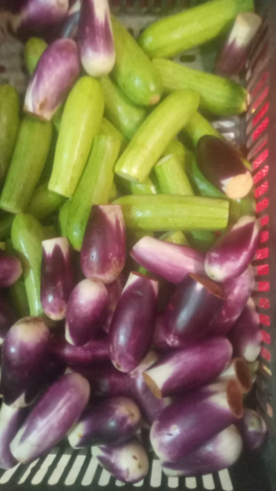 بخيت الصعيدي